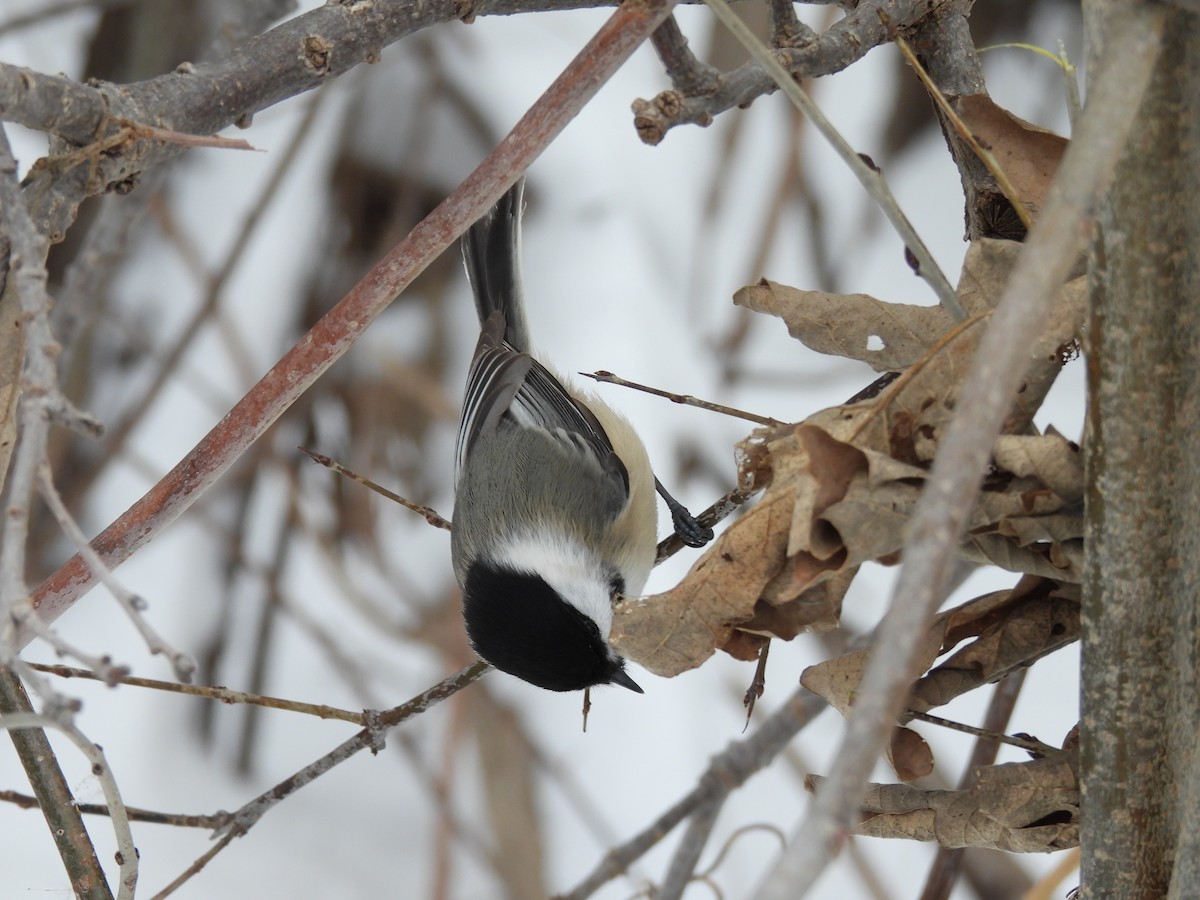 Black-capped Chickadee - ML647713720