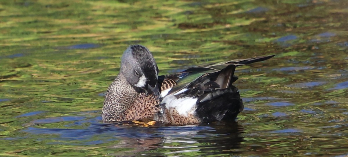 čírka modrokřídlá - ML647713747