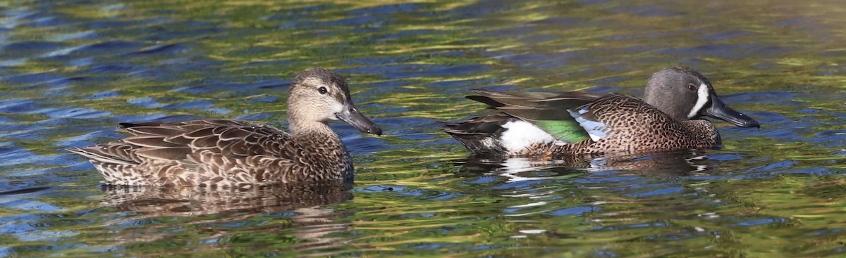 čírka modrokřídlá - ML647713748