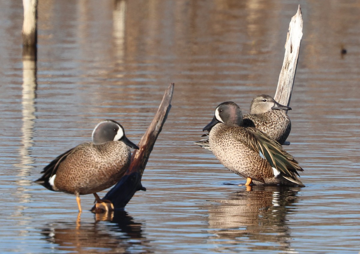 čírka modrokřídlá - ML647713749