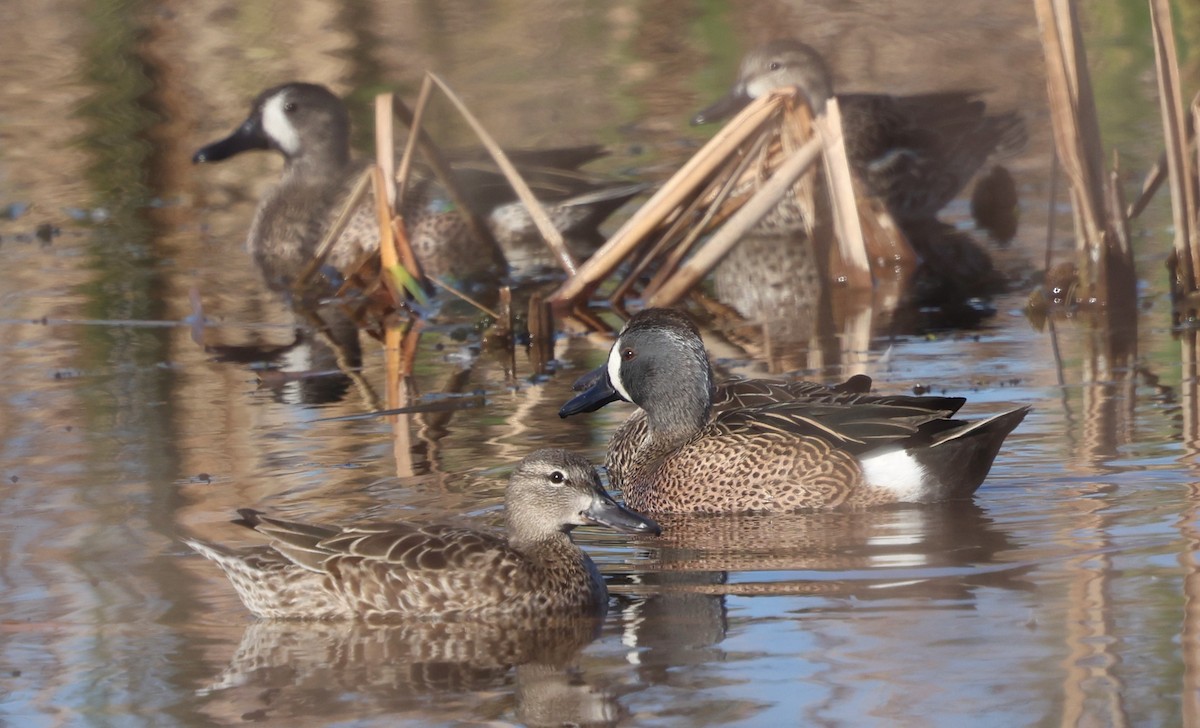 čírka modrokřídlá - ML647713750