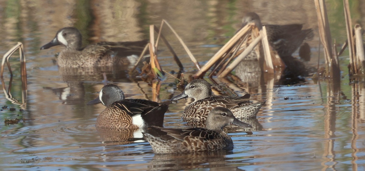 čírka modrokřídlá - ML647713751