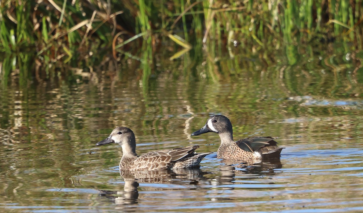 čírka modrokřídlá - ML647713752