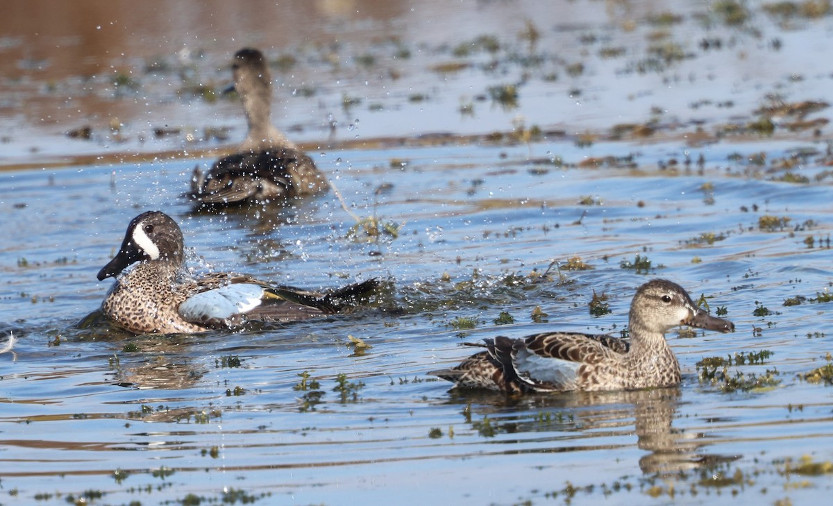 čírka modrokřídlá - ML647713753
