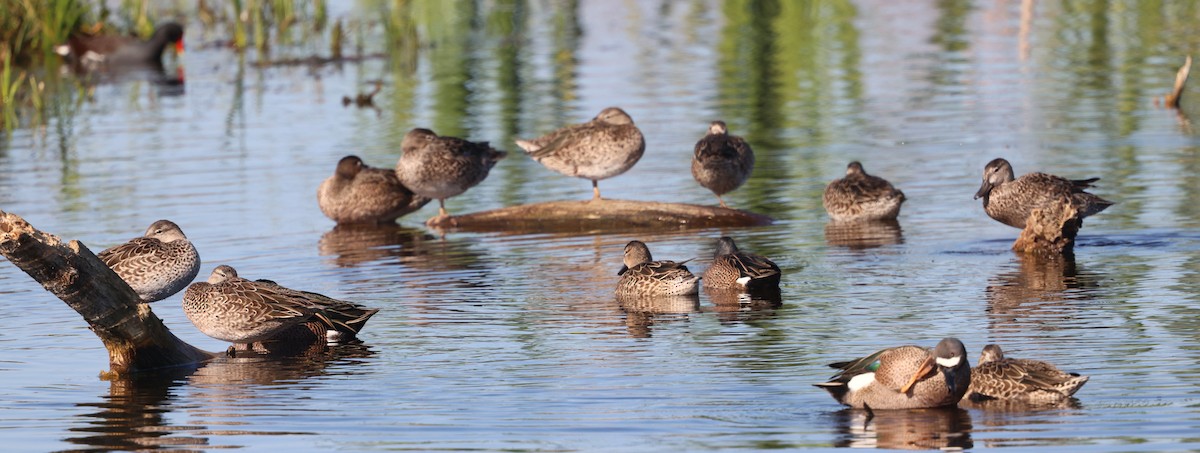 čírka modrokřídlá - ML647713754