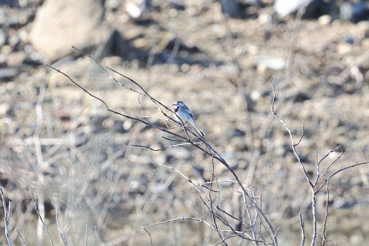 נחליאלי לבן - ML647713806