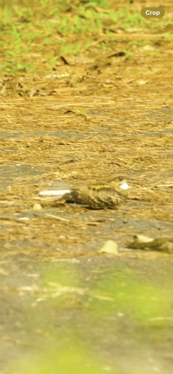 pauraquenattravn - ML647713812