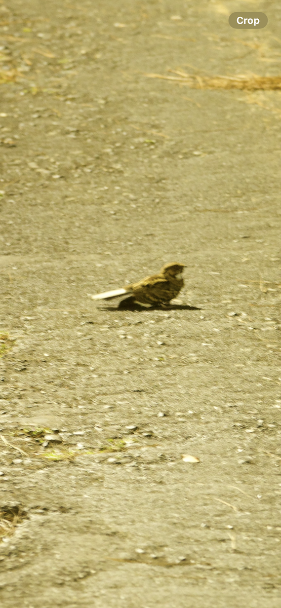 pauraquenattravn - ML647713813