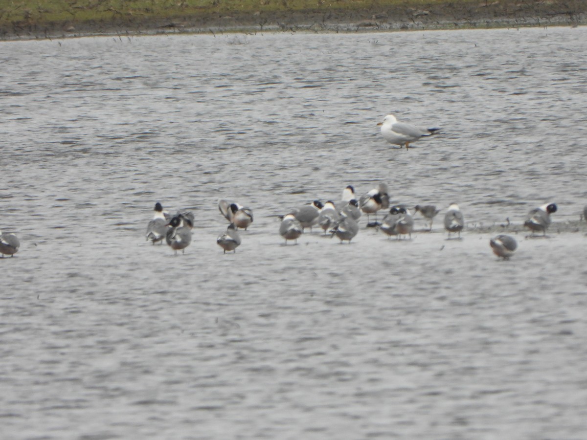 Franklin's Gull - ML647713815