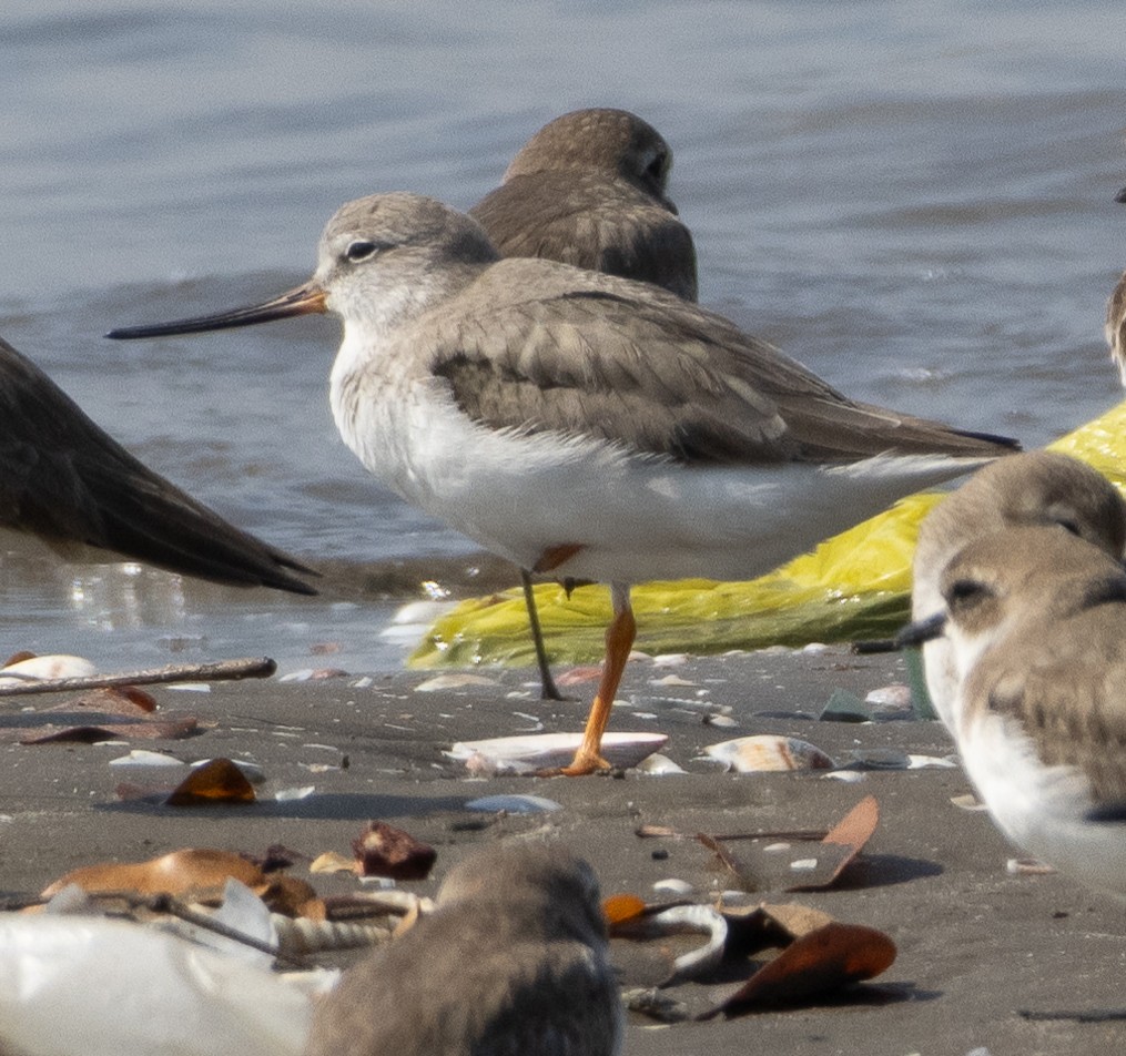 tereksnipe - ML647713824