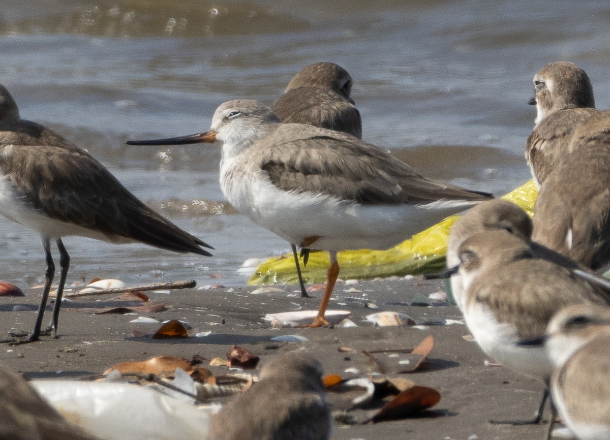 tereksnipe - ML647713826