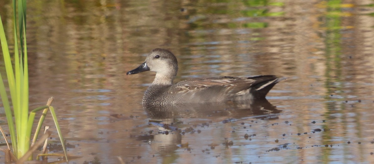 Boz Ördek - ML647713828