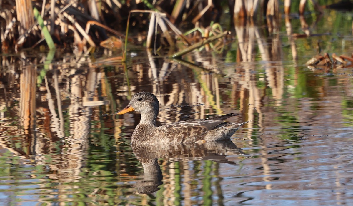 Boz Ördek - ML647713829
