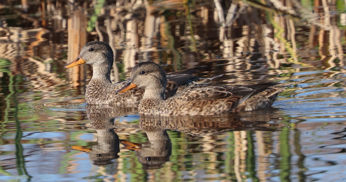 Boz Ördek - ML647713830