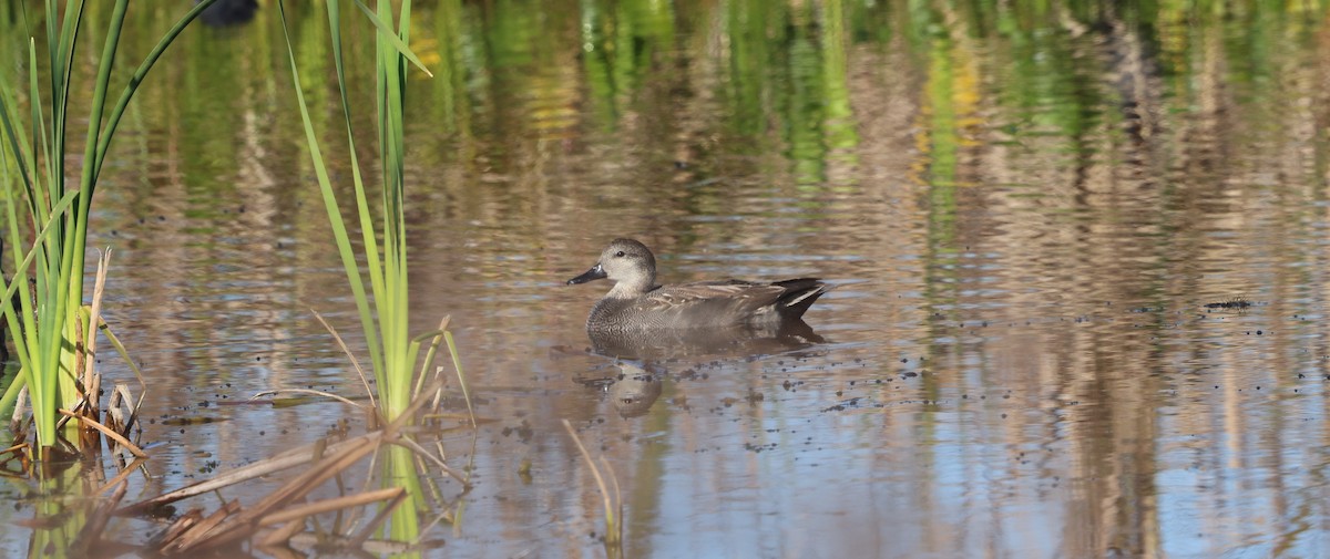 Boz Ördek - ML647713831