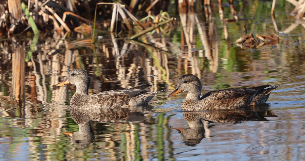 Boz Ördek - ML647713833