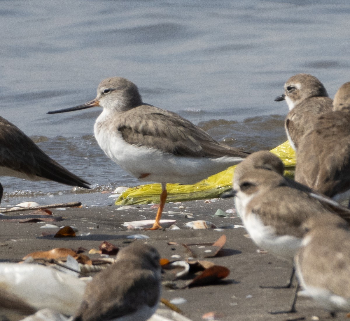 tereksnipe - ML647713839