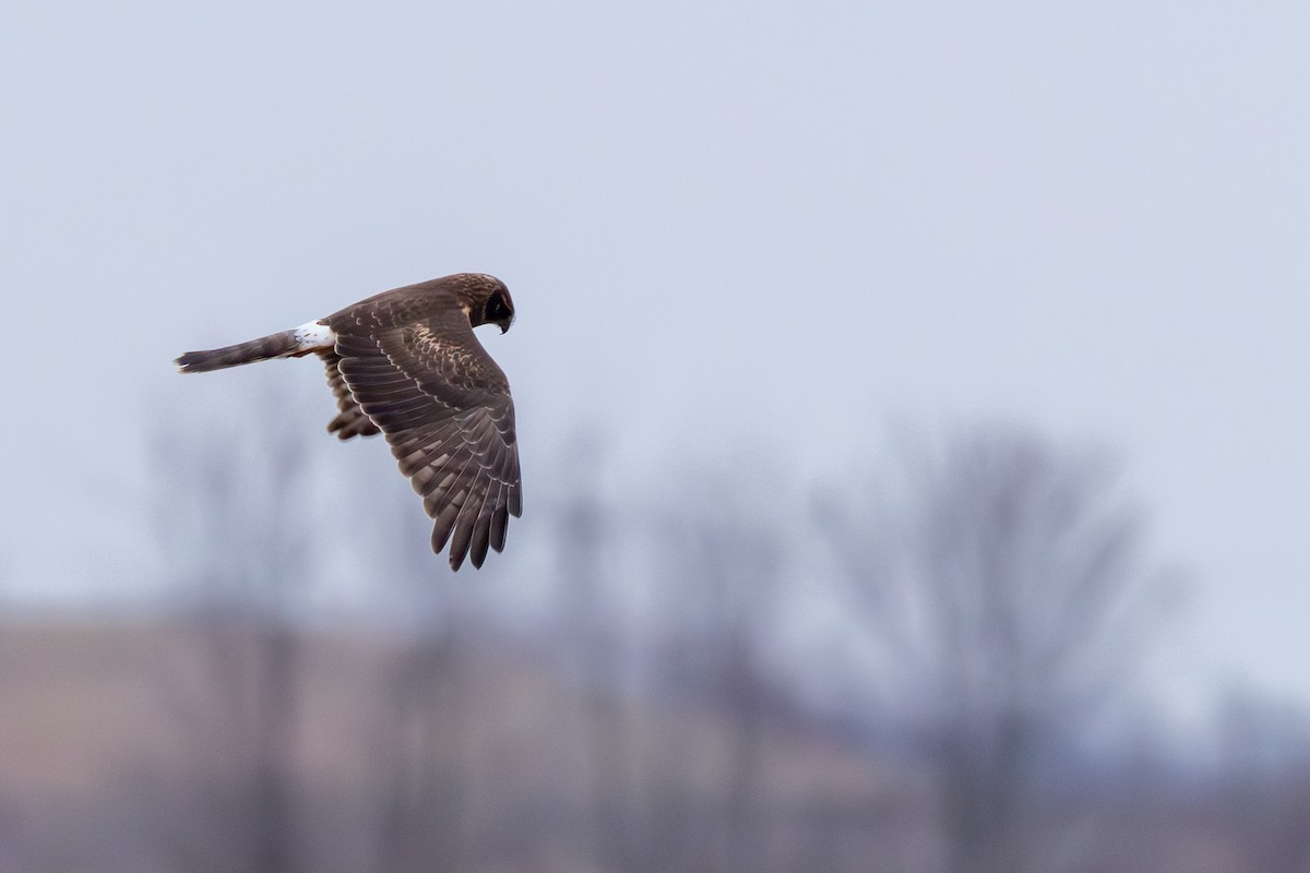 mørkmyrhauk - ML647713873