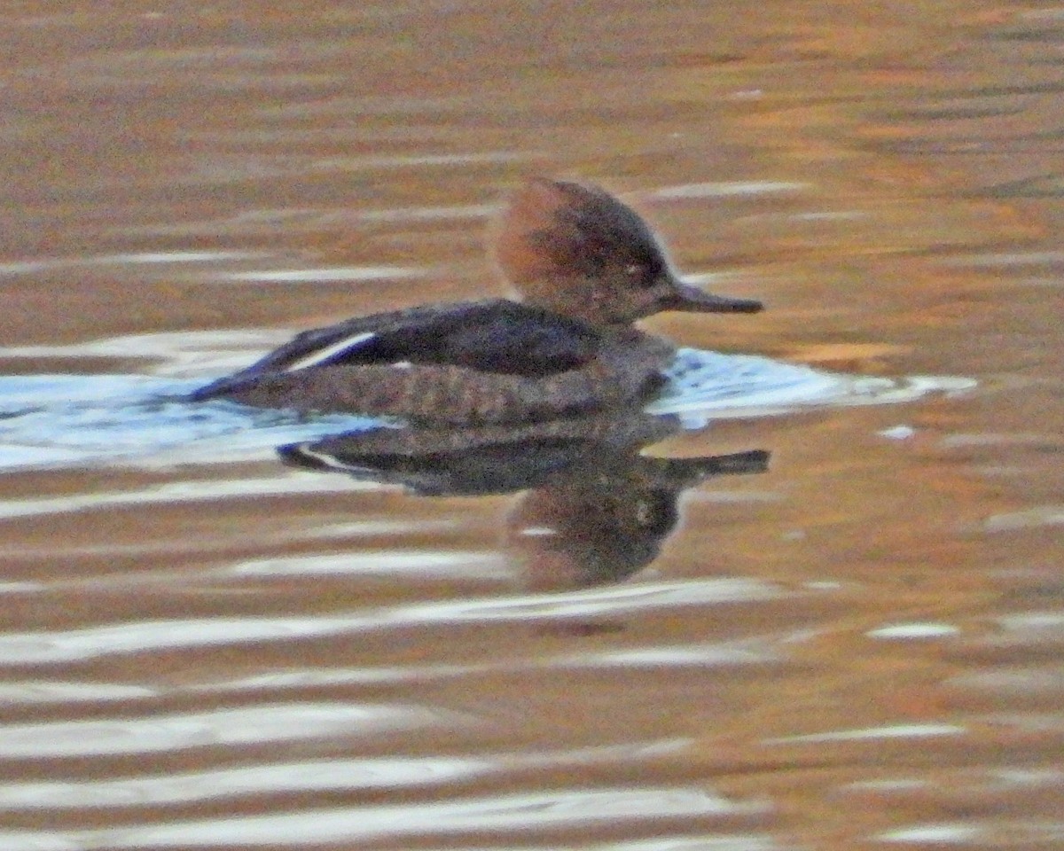 Крех жовтоокий - ML647713880