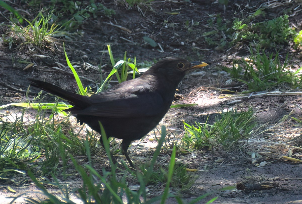 Zozo arrunta - ML647713913