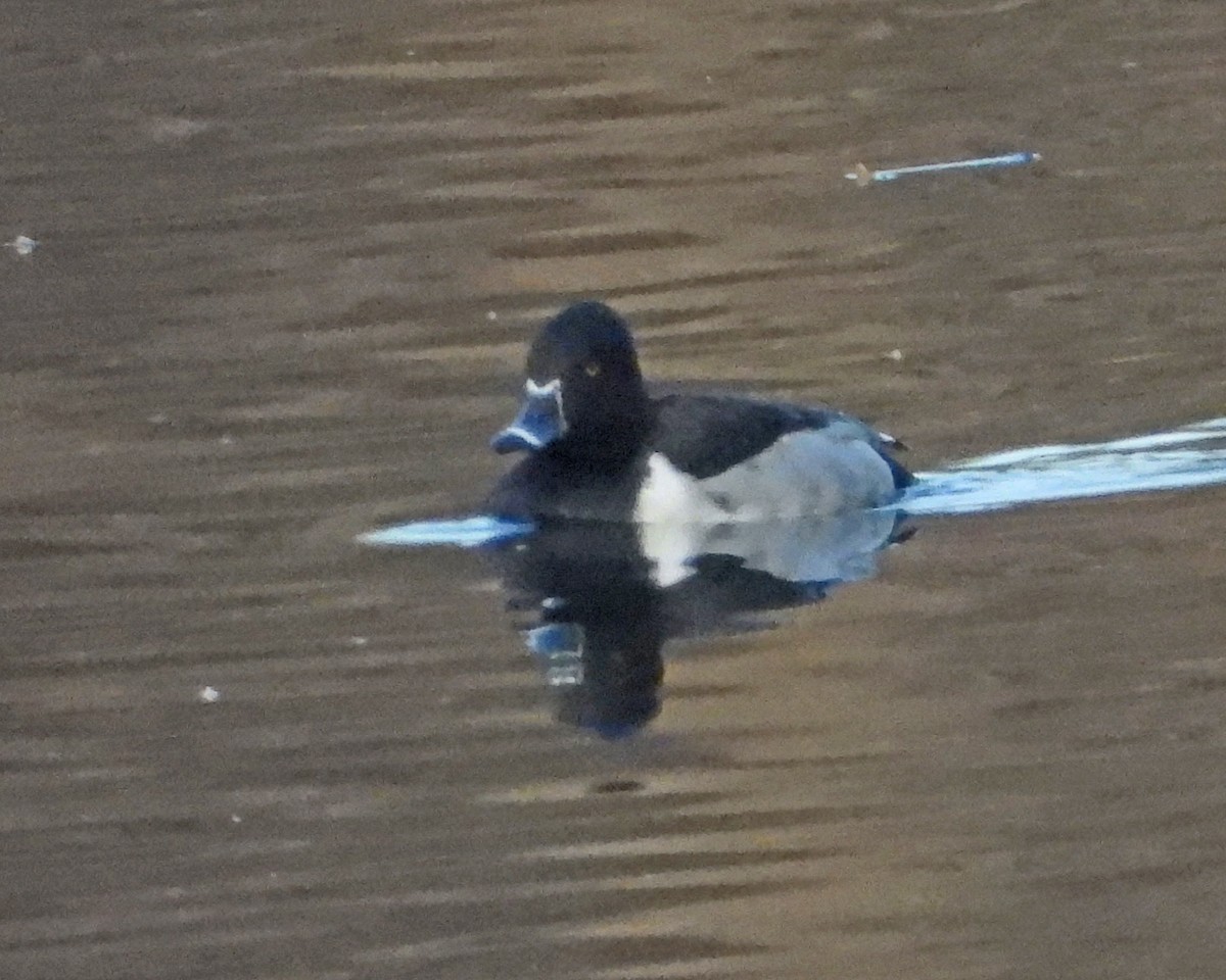 Чернь канадська - ML647713946