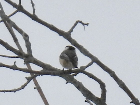 Black-capped Chickadee - ML647713966