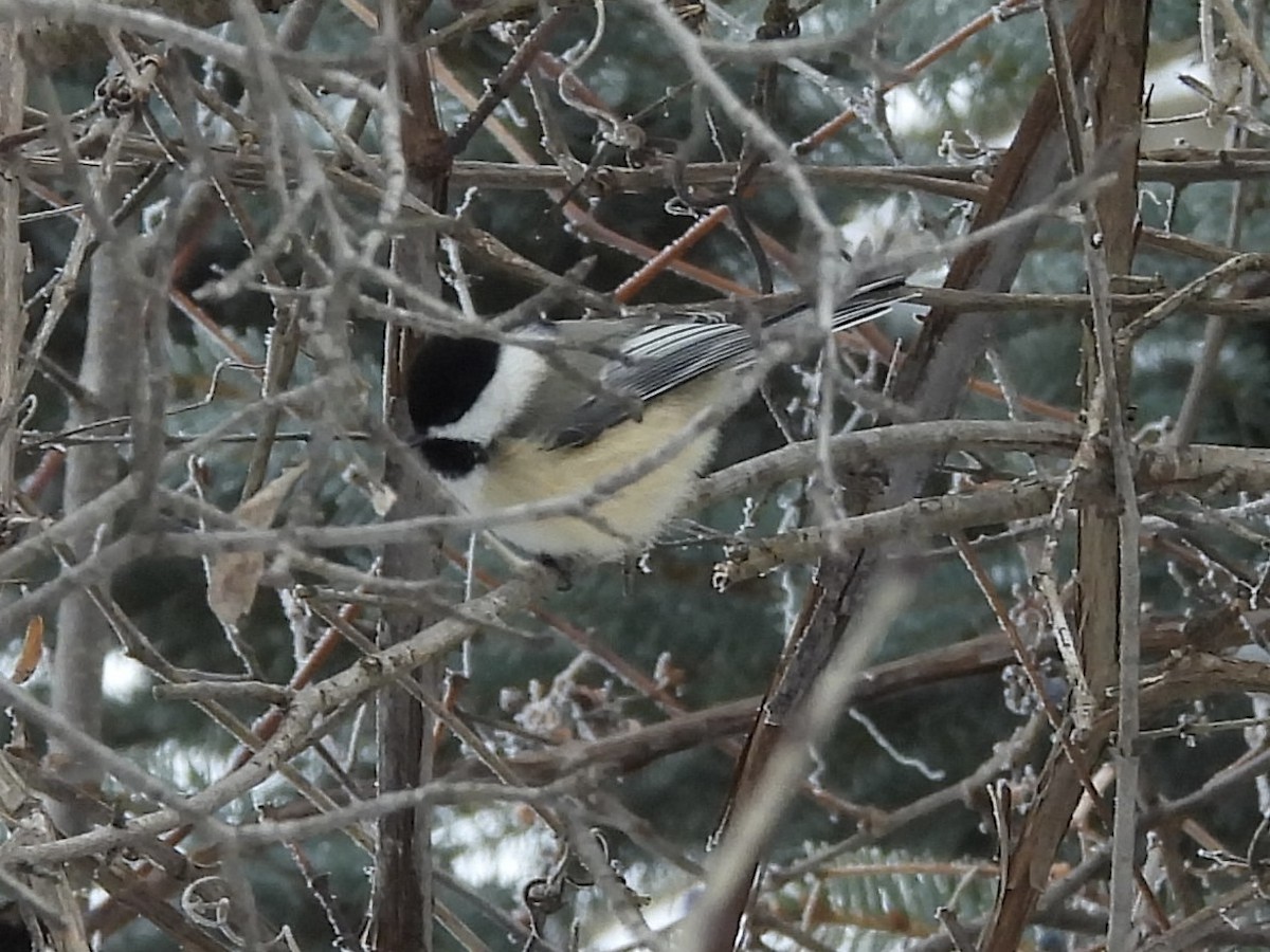 Black-capped Chickadee - ML647713967
