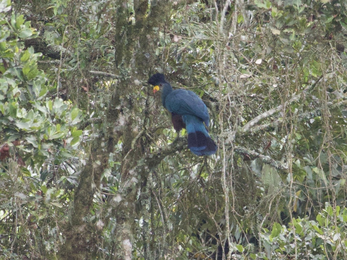 kjempeturako - ML647714001