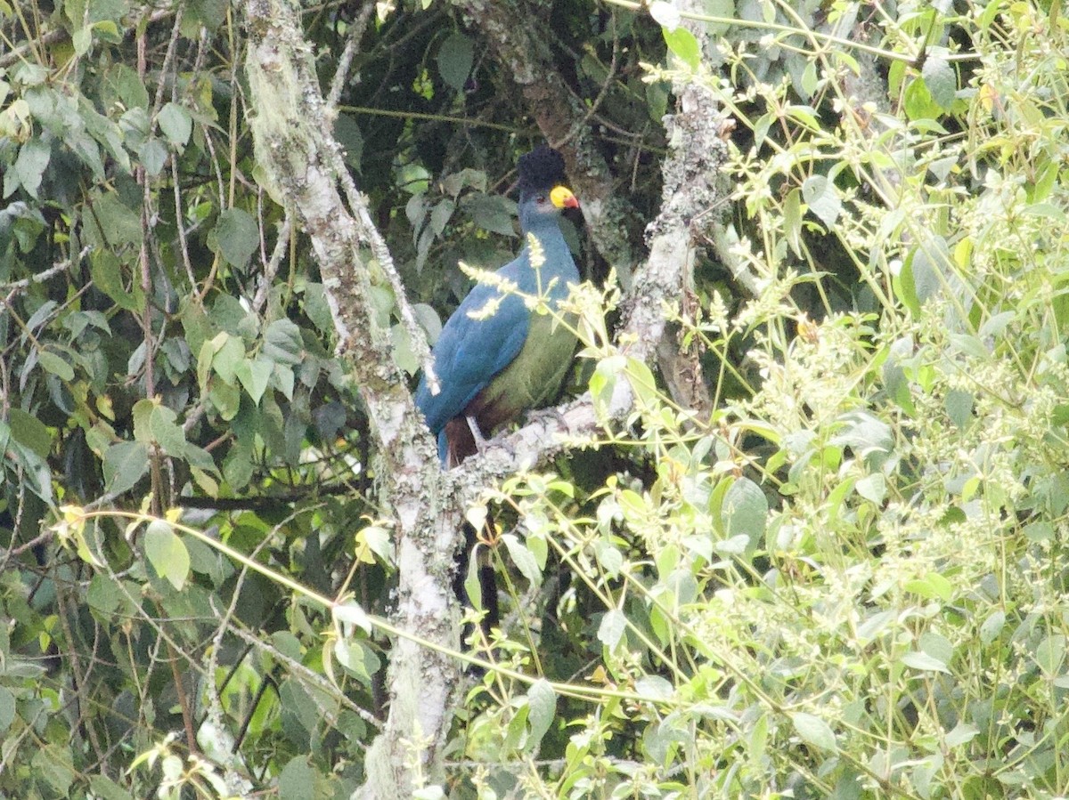 kjempeturako - ML647714002