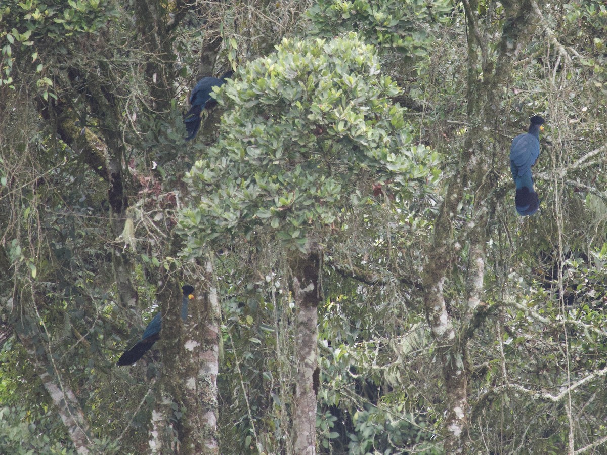 kjempeturako - ML647714003