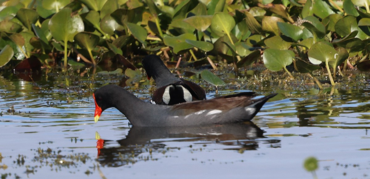 アメリカバン - ML647714008