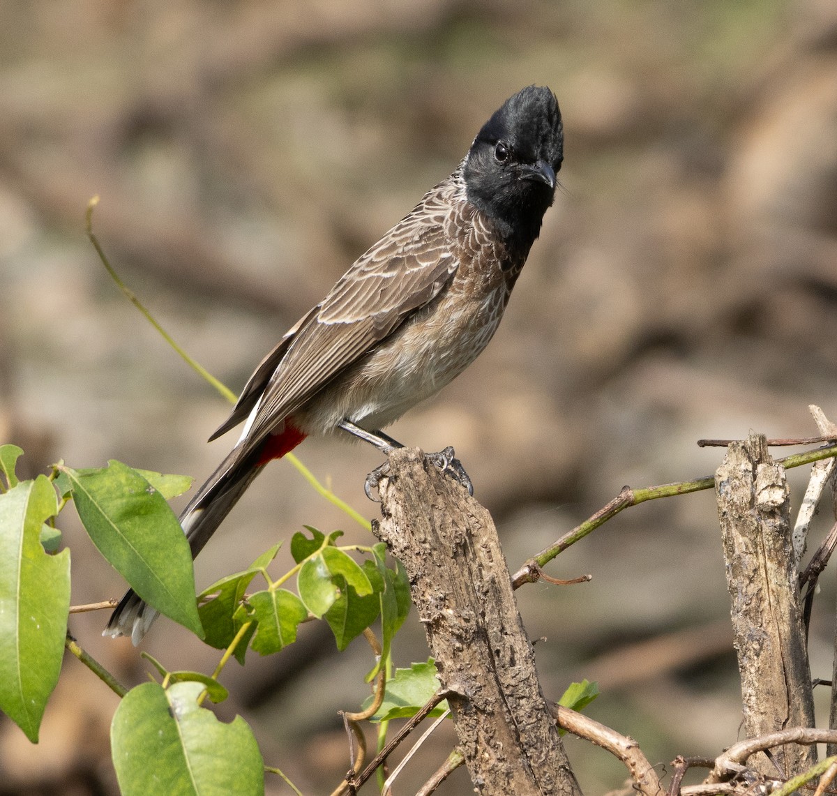 Red-vented Bulbul - ML647714051
