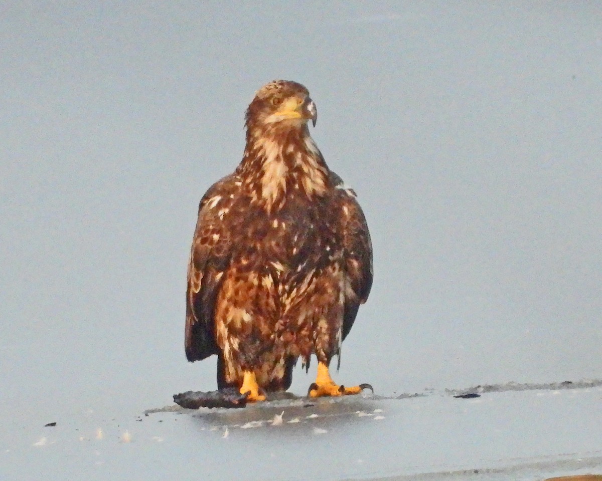 Орлан білоголовий - ML647714067