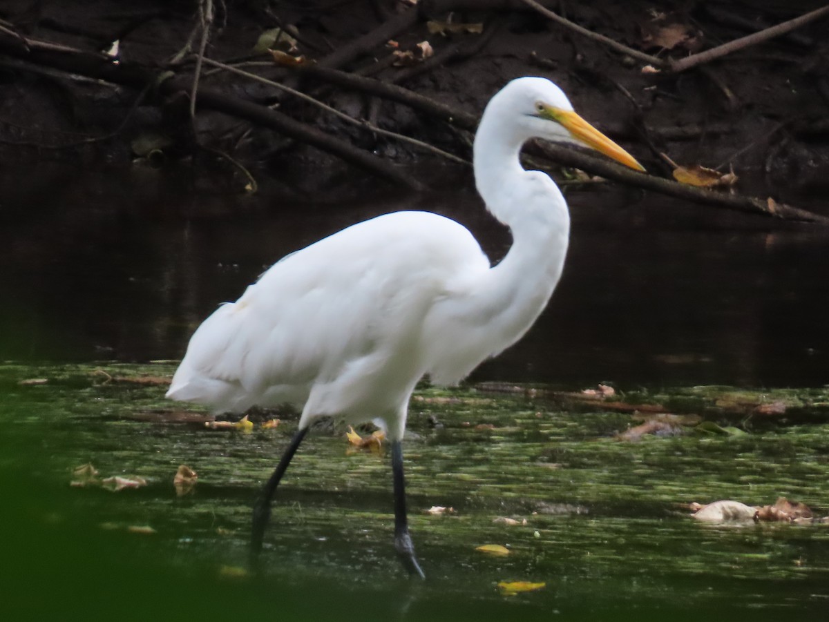 Great Egret - ML647714093