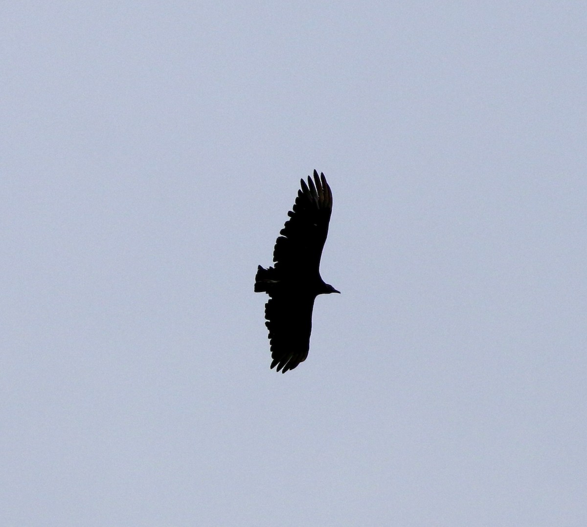 Black Vulture - ML647714109