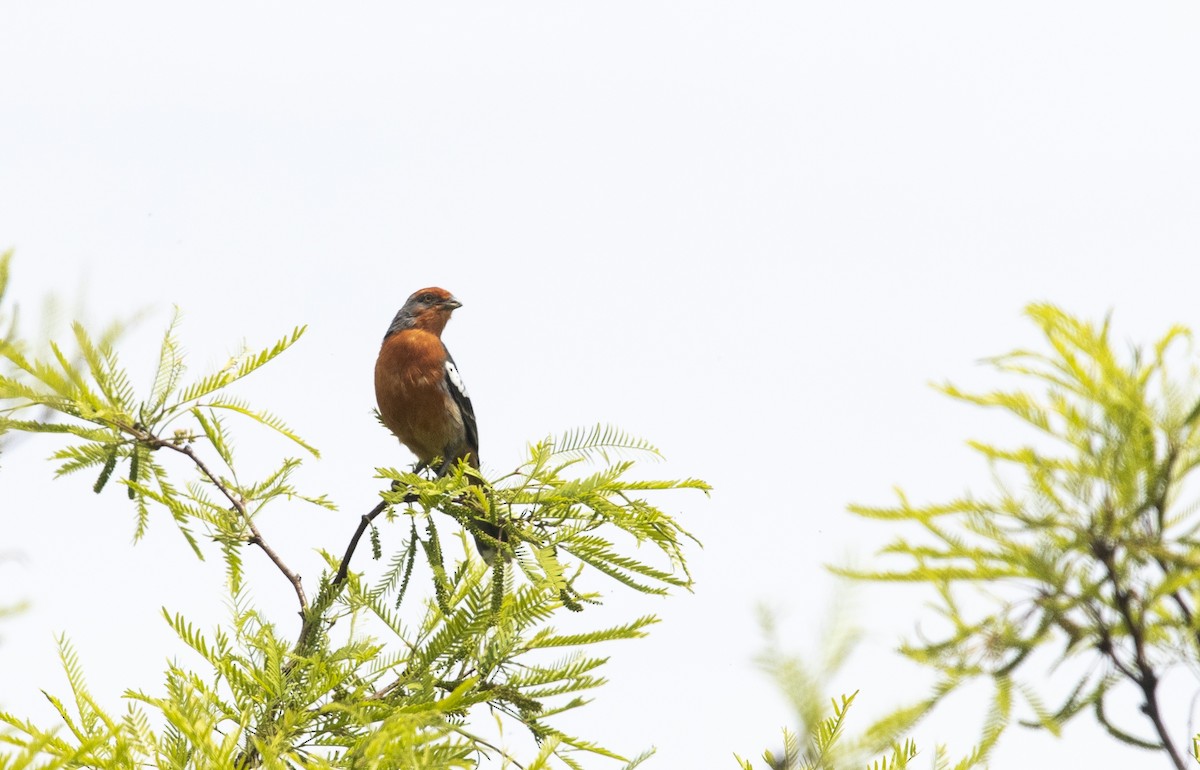 White-tipped Plantcutter - ML647714112