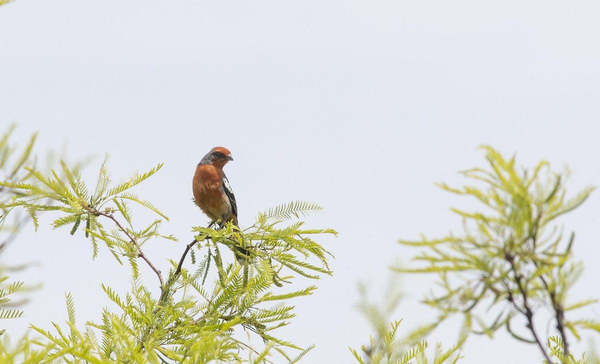 White-tipped Plantcutter - ML647714113