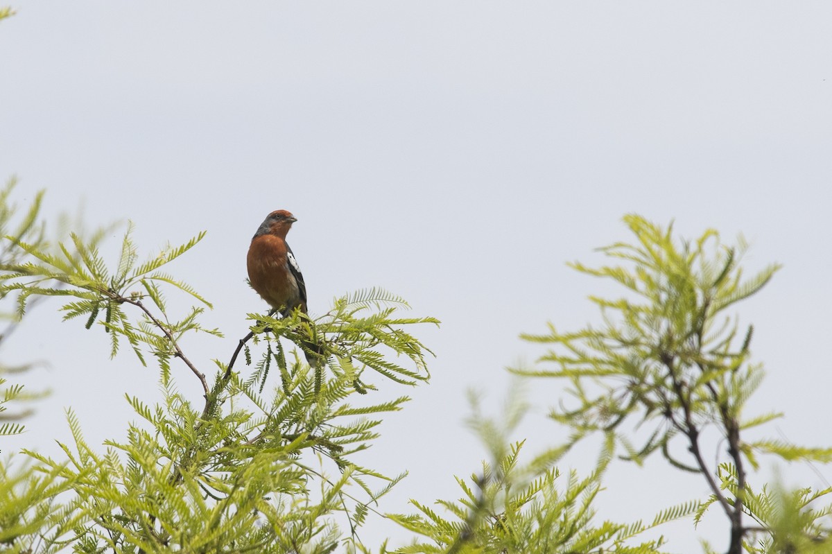 White-tipped Plantcutter - ML647714114