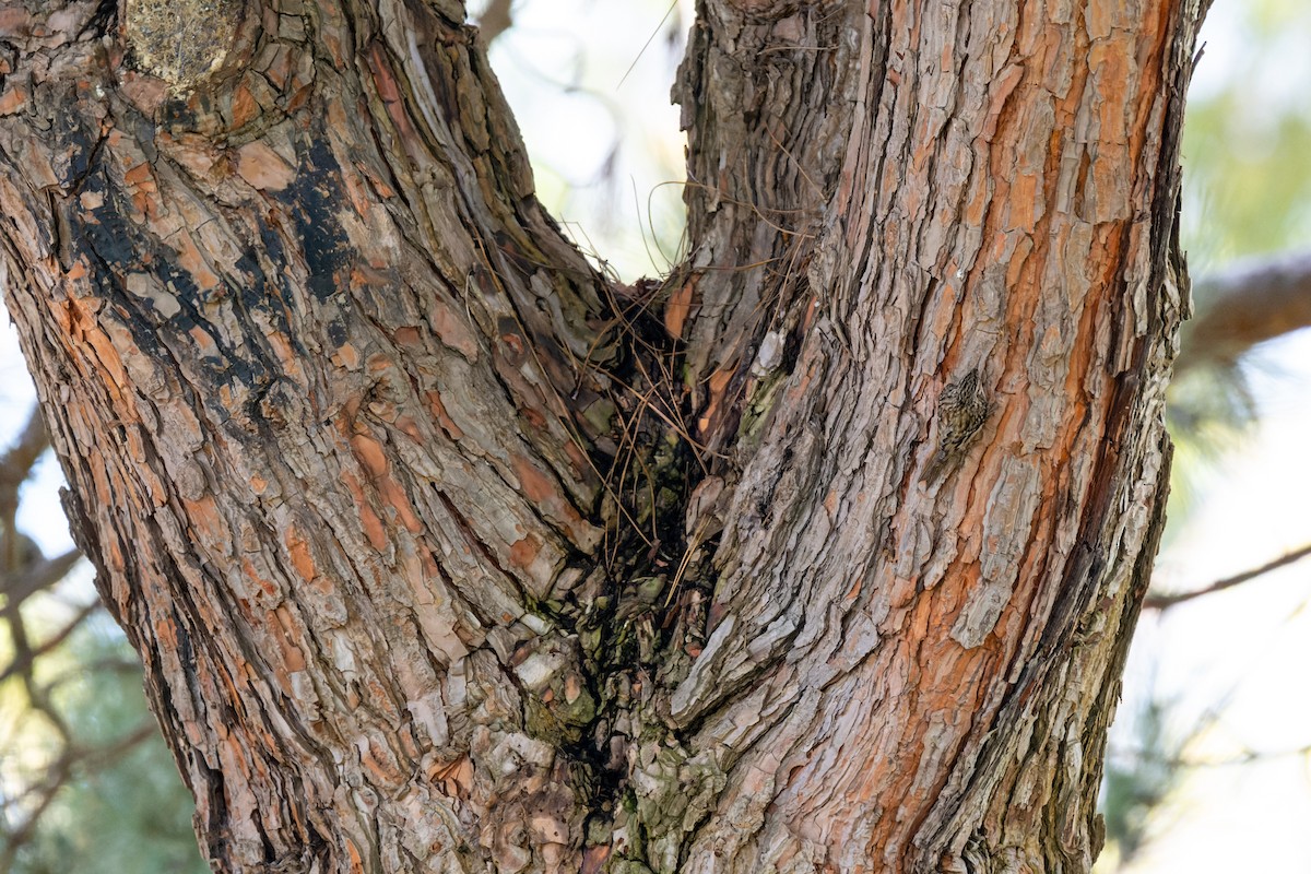 Amerikabaumläufer - ML647714189