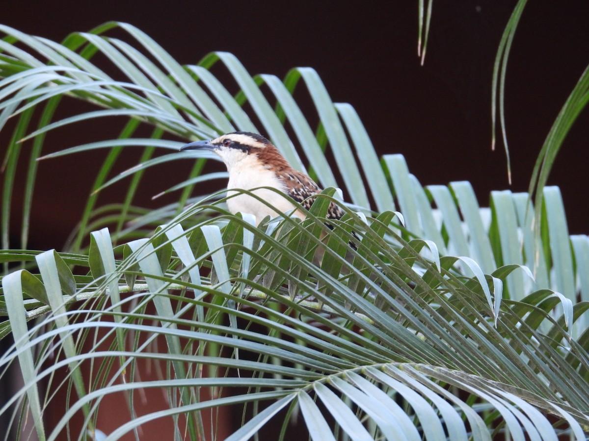 Rufous-backed Wren - ML647714198