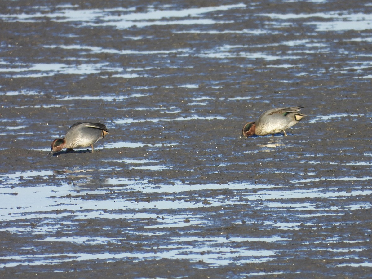 Krickente - ML647714199