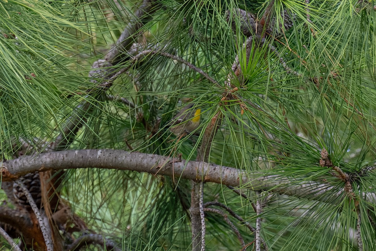 Arizonawaldsänger - ML647714205