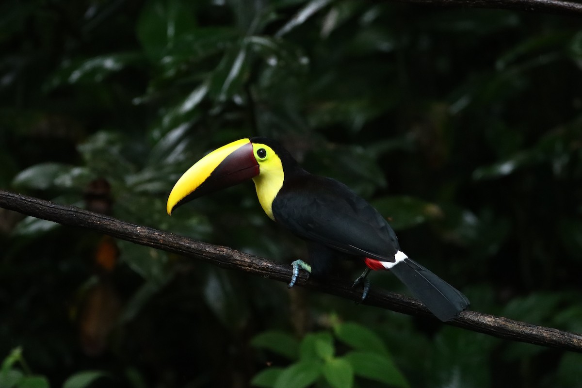 Goldkehltukan - ML647714207