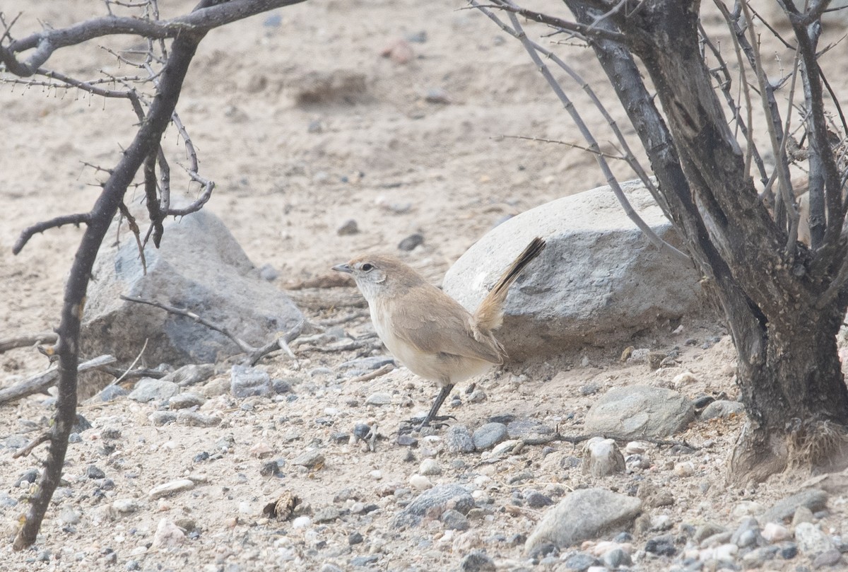 Fahltapaculo - ML647714208