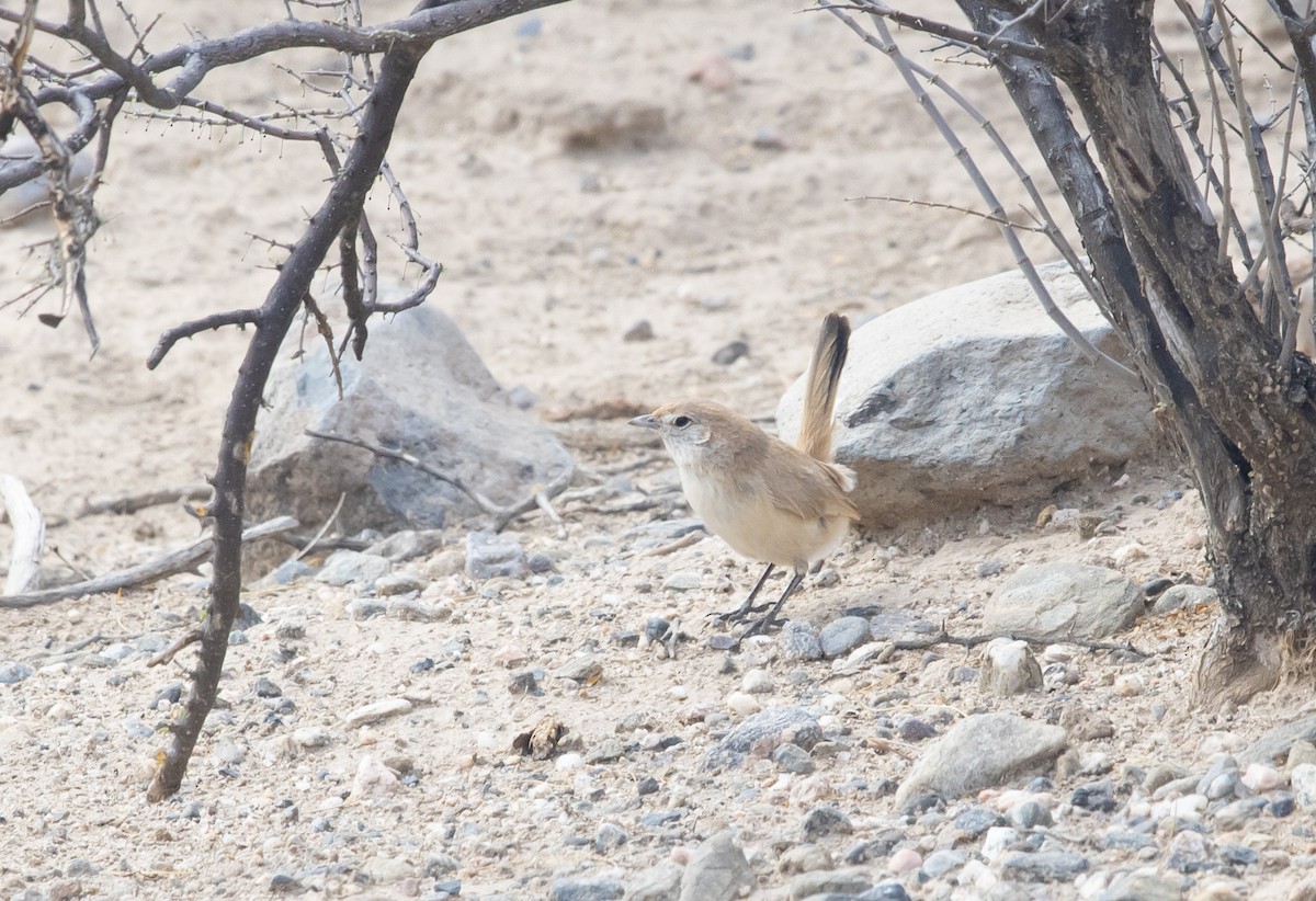 Fahltapaculo - ML647714209
