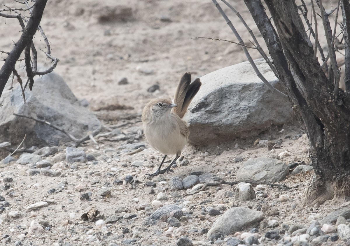 Fahltapaculo - ML647714210