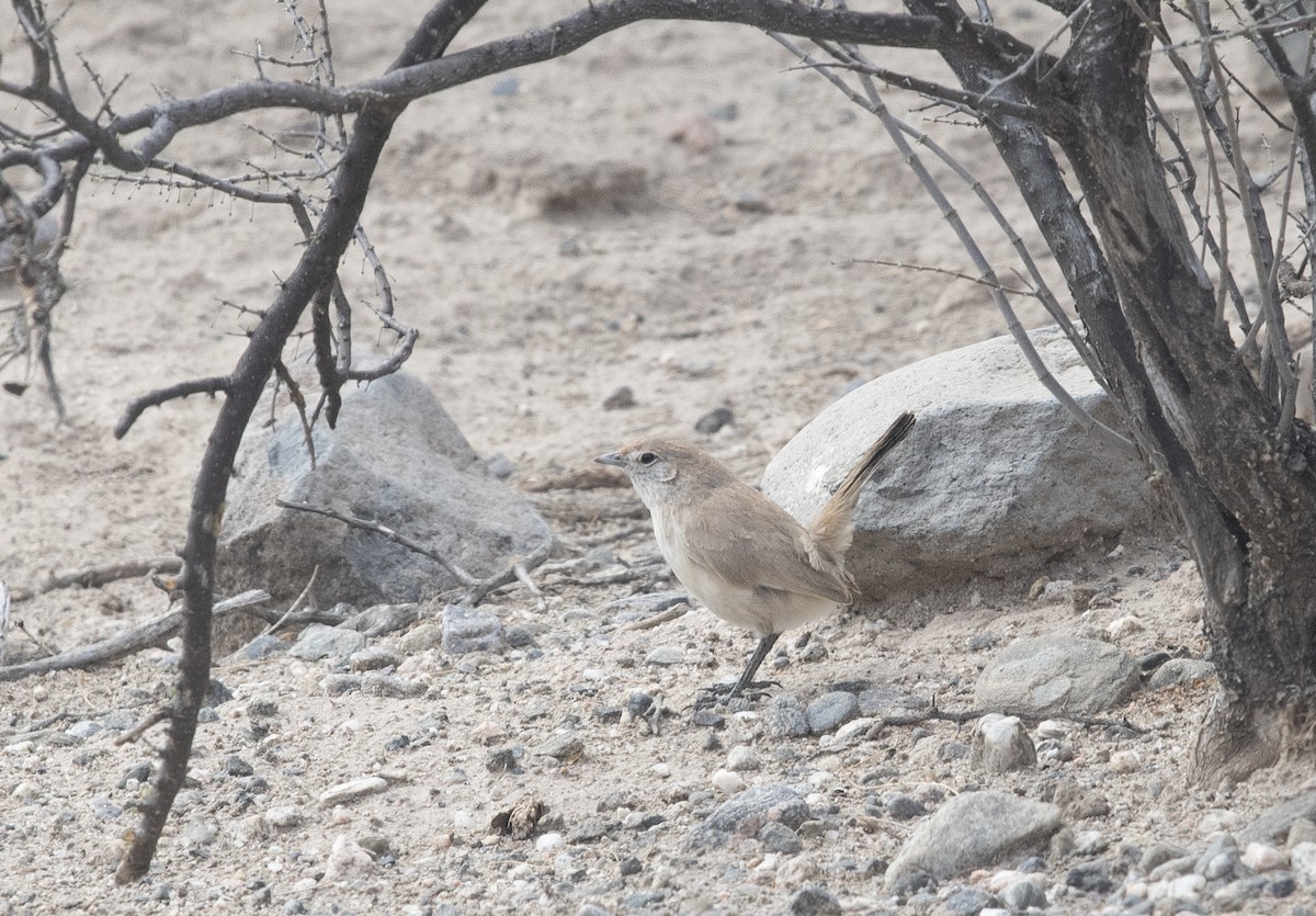Fahltapaculo - ML647714211