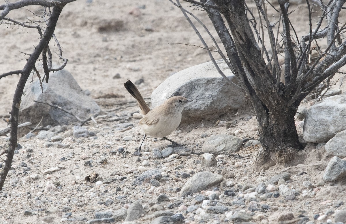 Fahltapaculo - ML647714212