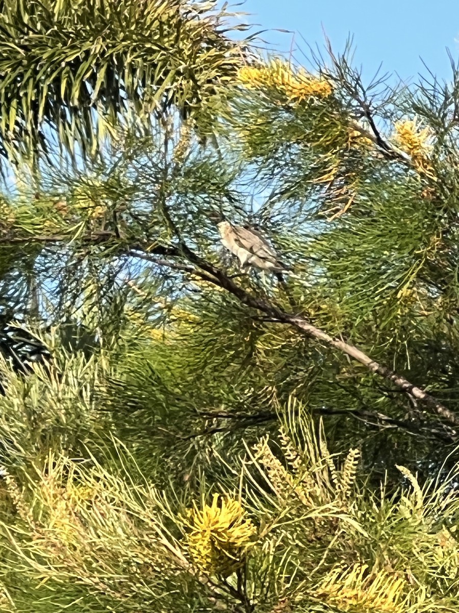 Lärmlederkopf - ML647714214