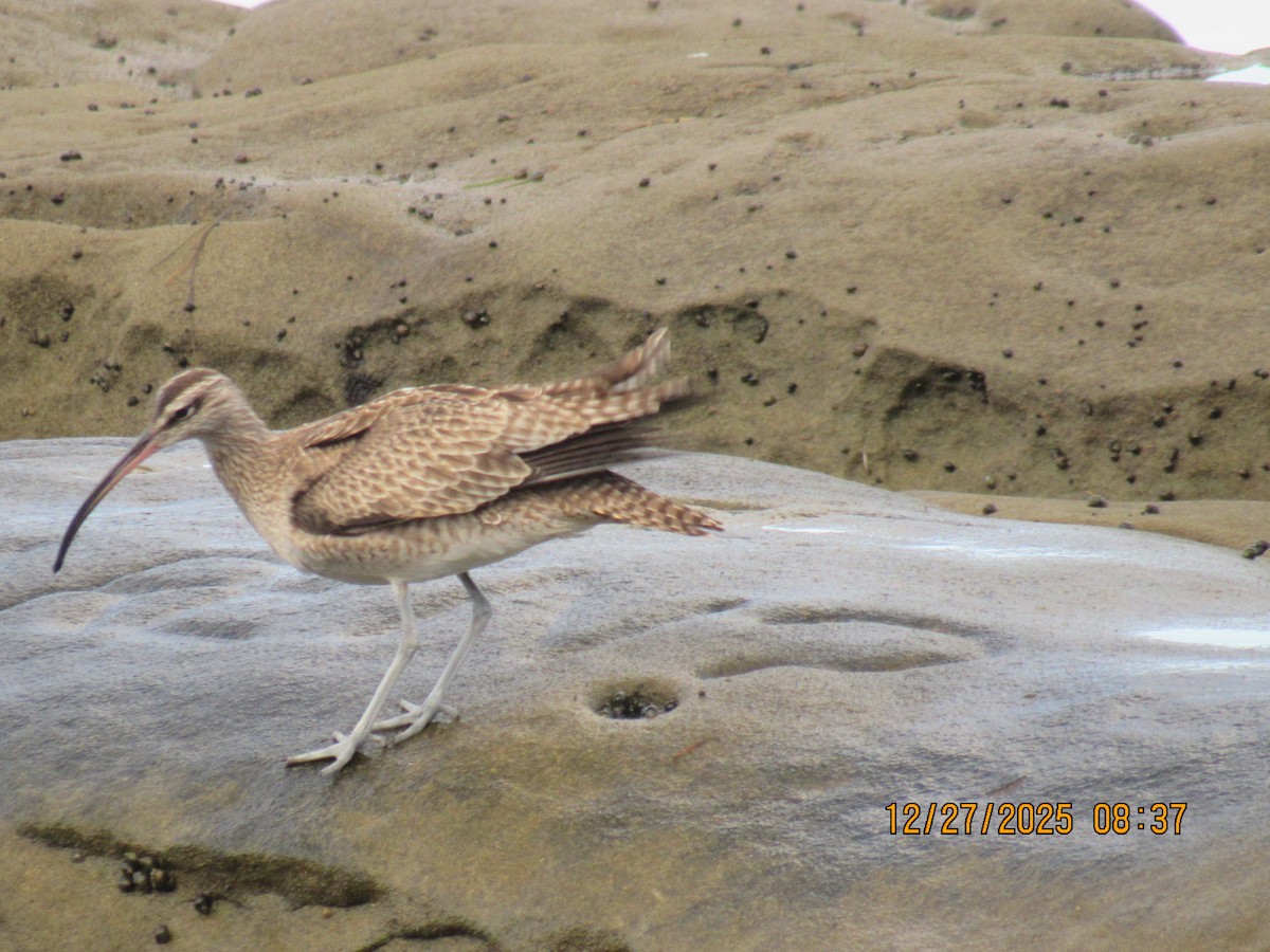 Hudsonbrachvogel - ML647714215